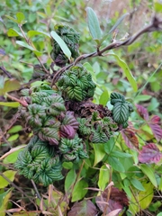 Phylloplecta tripunctata