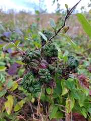 Phylloplecta tripunctata