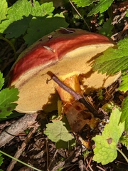 Suillus clintonianus
