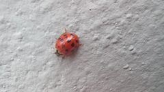 Harmonia axyridis