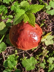 Suillus clintonianus