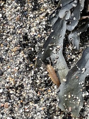 Traskorchestia traskiana