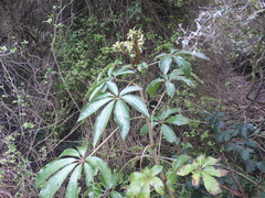 Schefflera digitata