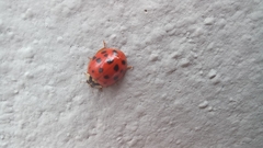 Harmonia axyridis