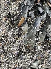 Traskorchestia traskiana