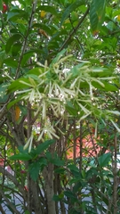 Cestrum nocturnum