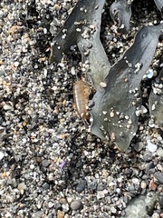 Traskorchestia traskiana