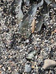 Traskorchestia traskiana