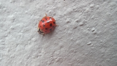 Harmonia axyridis