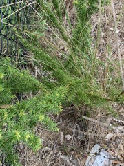 Grevillea juniperina