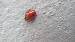 Harmonia axyridis