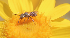 Kelita chilensis