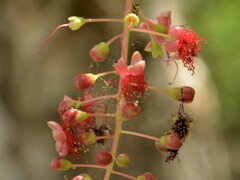 Barringtonia acutangula