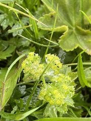 Alchemilla vulgaris