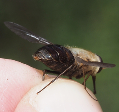 Esenbeckia