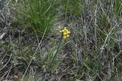 Calochortus macrocarpus macrocarpus