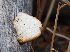 Coriolopsis gallica