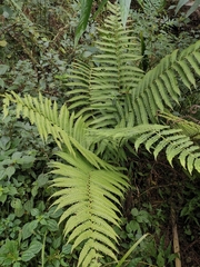 Christella parasitica
