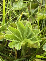 Alchemilla vulgaris