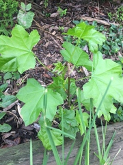Malva arborea