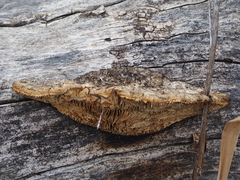 Coriolopsis gallica