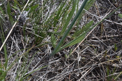 Calochortus macrocarpus macrocarpus