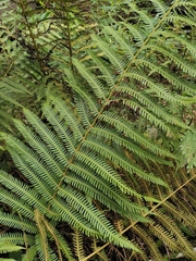 Christella parasitica