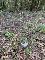 Codonorchis lessonii