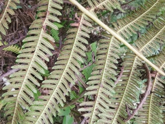 Christella parasitica