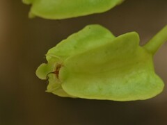 Barringtonia acutangula