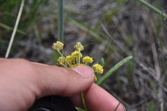 Lomatium