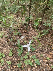 Codonorchis lessonii