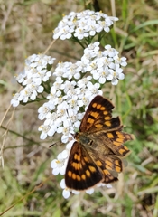 Lycaena