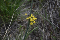Lomatium