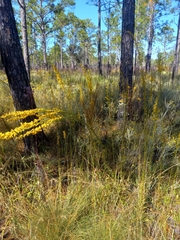 Solidago virgata