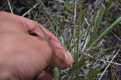 Lomatium