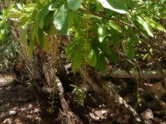 Barringtonia acutangula