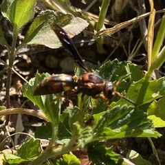 Euodynerus crypticus