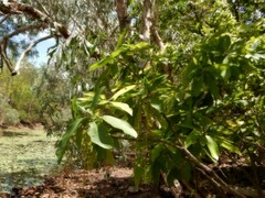 Barringtonia acutangula