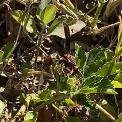 Euodynerus crypticus