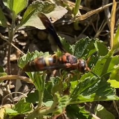 Euodynerus crypticus