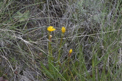 Nothocalais troximoides