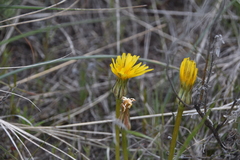 Nothocalais troximoides