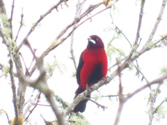 Ramphocelus dimidiatus