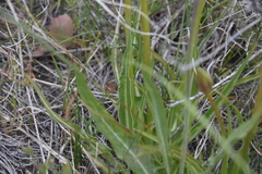 Nothocalais troximoides