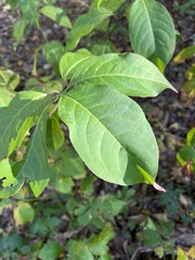 Euonymus