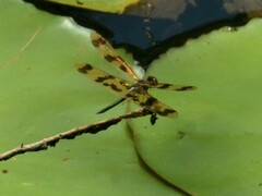 Rhyothemis graphiptera