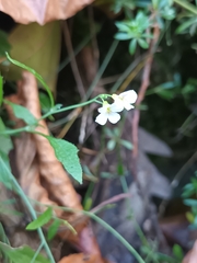 Arabidopsis thaliana