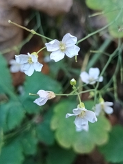 Arabidopsis thaliana