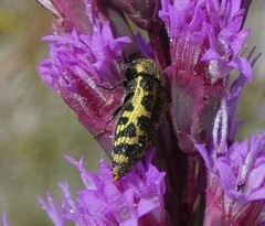 Acmaeodera pulchella